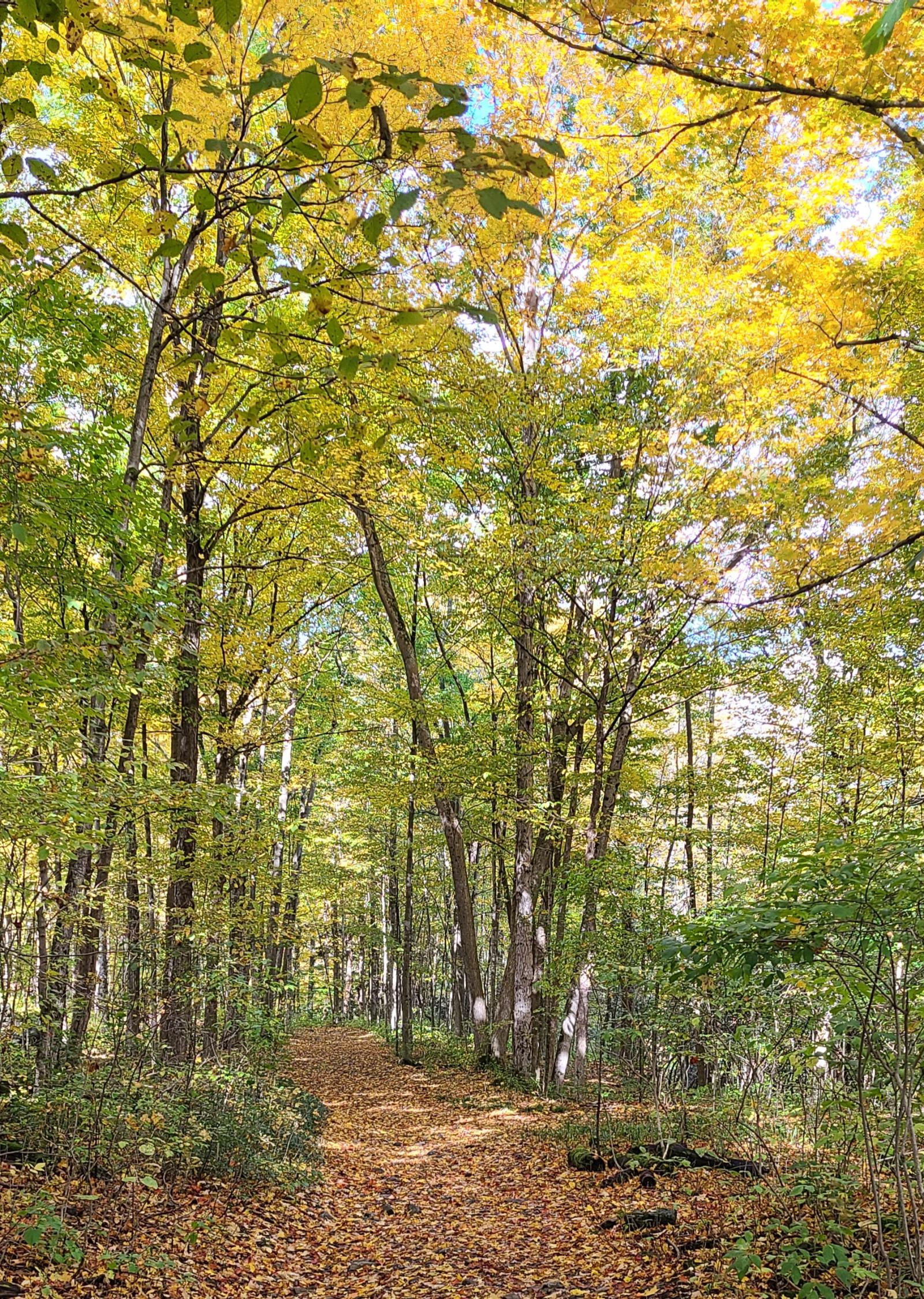 Campground Details Chittenango Falls State Park, NY New York State